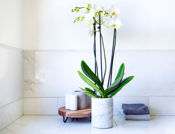 Marble Crock, Champagne Holder-Kitchen Storage-Kook-kook
